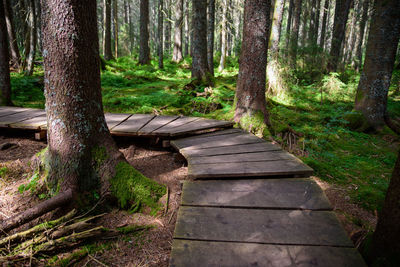 Footpath amidst trees in forest