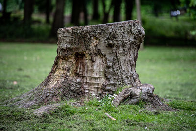 Close-up of tree trunk on field