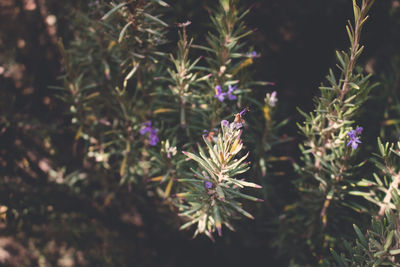 Close-up of purple flowering plants