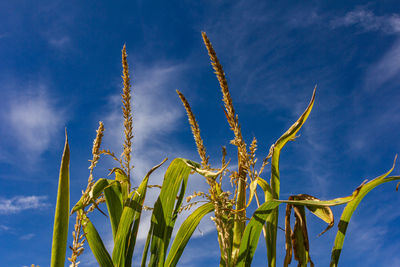 Low angle view of stalks against blue sky