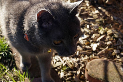 Close-up of a cat on field