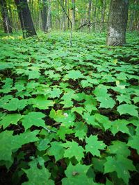 Leaves on tree trunk in forest