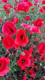 High angle view of red poppy flowers on field