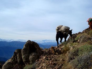 Elephant on mountain against sky