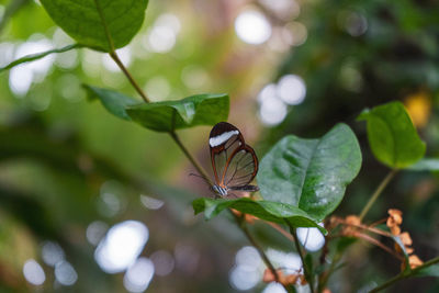 Close-up of butterfly on leaf