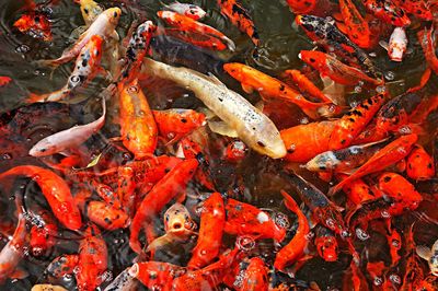 High angle view of koi carps swimming in water