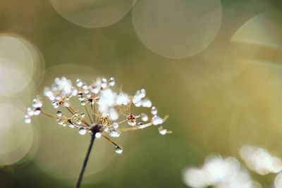 Close-up of white flowering plant