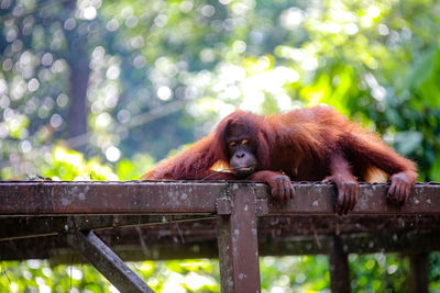 Monkey in a forest