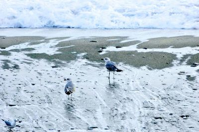 View of birds on beach during winter