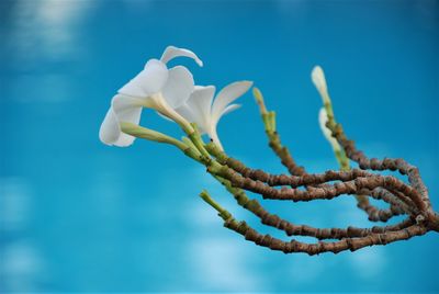 Low angle view of flowering plant against blue sky