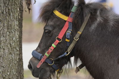 Close-up of horse