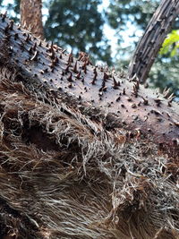 Close-up of lizard on tree trunk