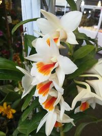 Close-up of white flowering plant