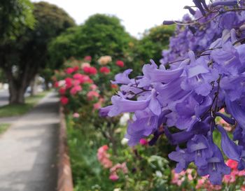 Close-up of pink flowers blooming outdoors
