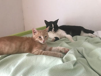 Cat resting on bed at home