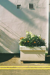 Plants growing in window box against house