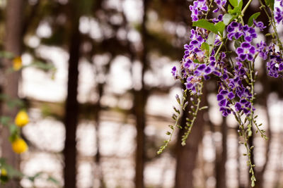 Close-up of purple flowering plants