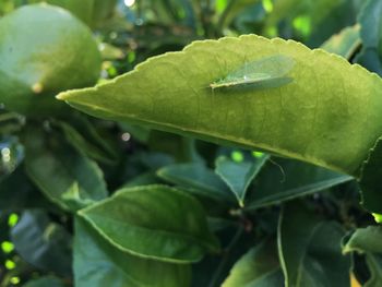 Close-up of green leaf on plant