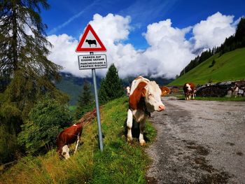 View of cows standing on road against sky