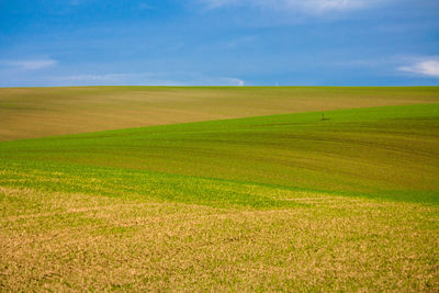 Scenic view of agricultural field against sky