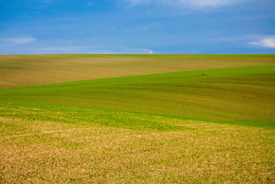 Scenic view of agricultural field against sky