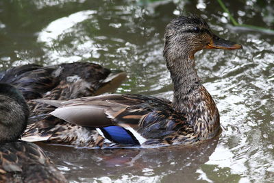 Duck swimming in lake