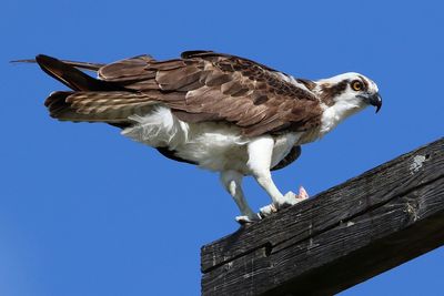 Low angle view of seagull perching on wood against sky