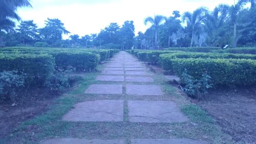 Surface level of footpath amidst trees against sky