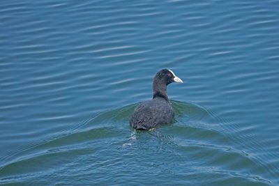 High angle view of duck swimming in lake