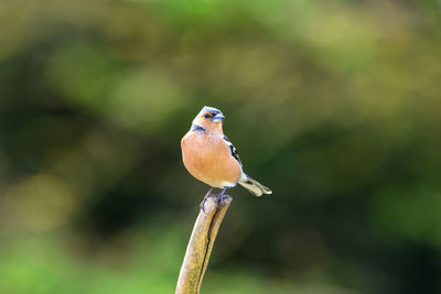 Chaffinch, fringilla coelebs, perched on a dead tree branch