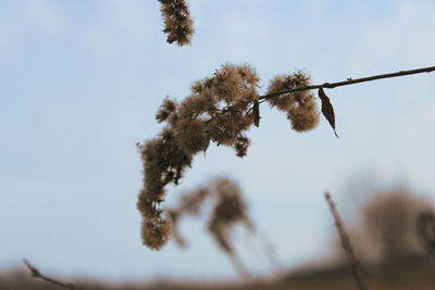 Low angle view of plant against sky