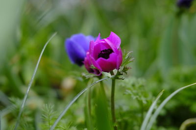 Close-up of purple crocus flowers growing on field