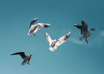 Low angle view of seagulls flying