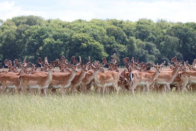 Flock of deer on field