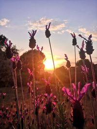 Close-up of purple flowering plants on field against sky during sunset