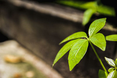 Close-up of plant leaves