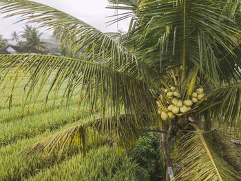 Aerial view of green palm