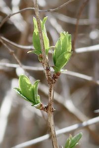 Close-up of green leaf on branch