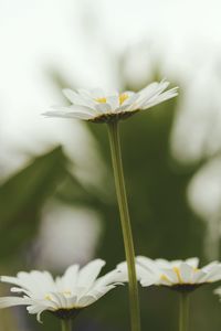 Close-up of white flowering plant on field