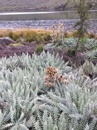 High angle view of cactus in snow