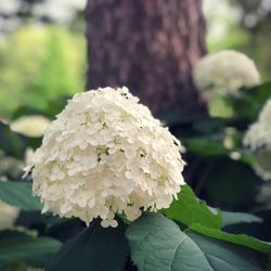 Close-up of white flowering plant