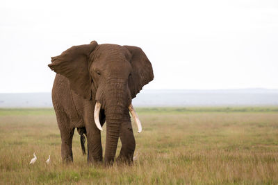 An elephant in the savannah of a national park