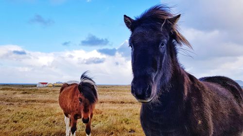 Horse standing in a field