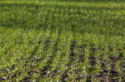 High angle view of grassy field