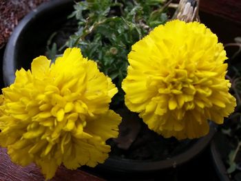 Close-up of yellow flowers