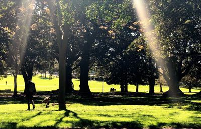 Trees in park