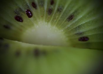 Macro shot of leaf