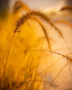 Close-up of stalks in field against sunset sky