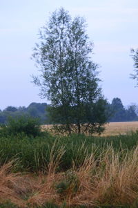 Tree on field against sky