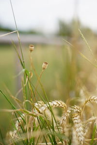 Close-up of plant growing on field